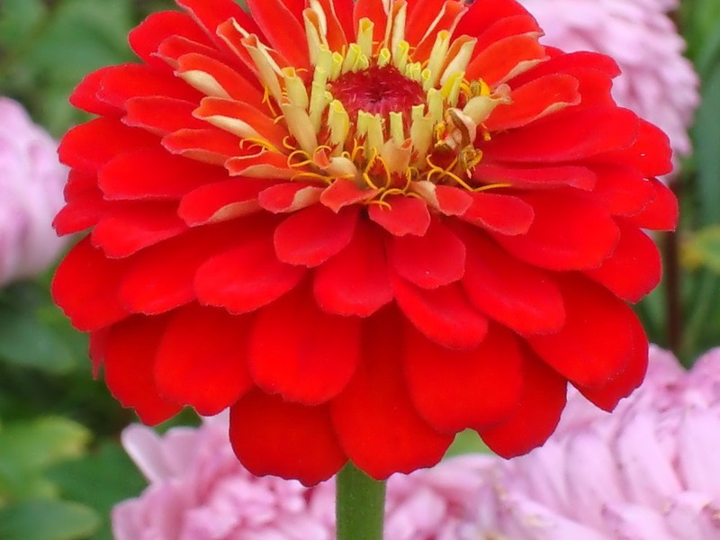 Zinnia merah