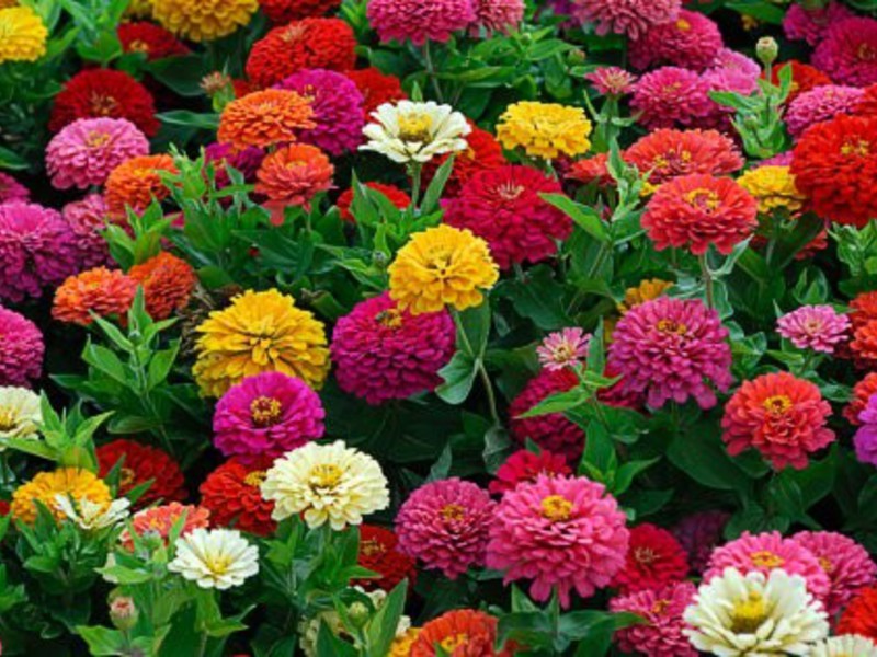 Warna bunga Zinnia