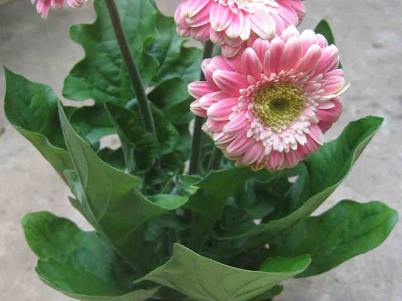 Gerbera dalaman