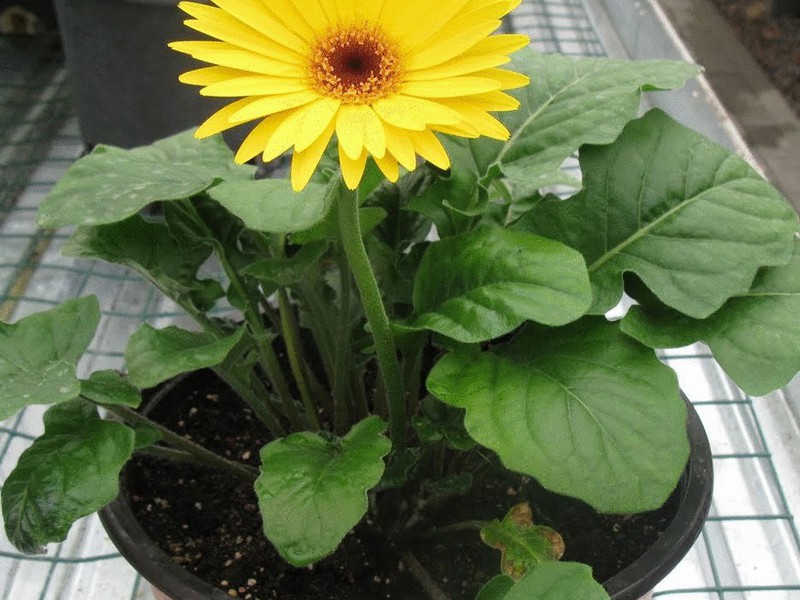 Gerbera dalaman