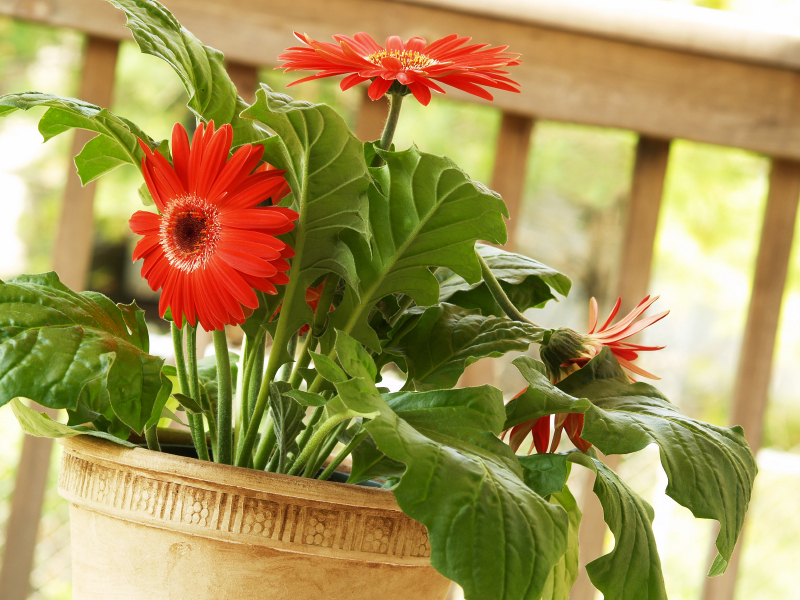 Gerbera rumah