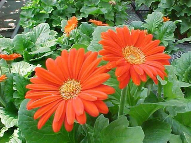 Cara menanam gerbera