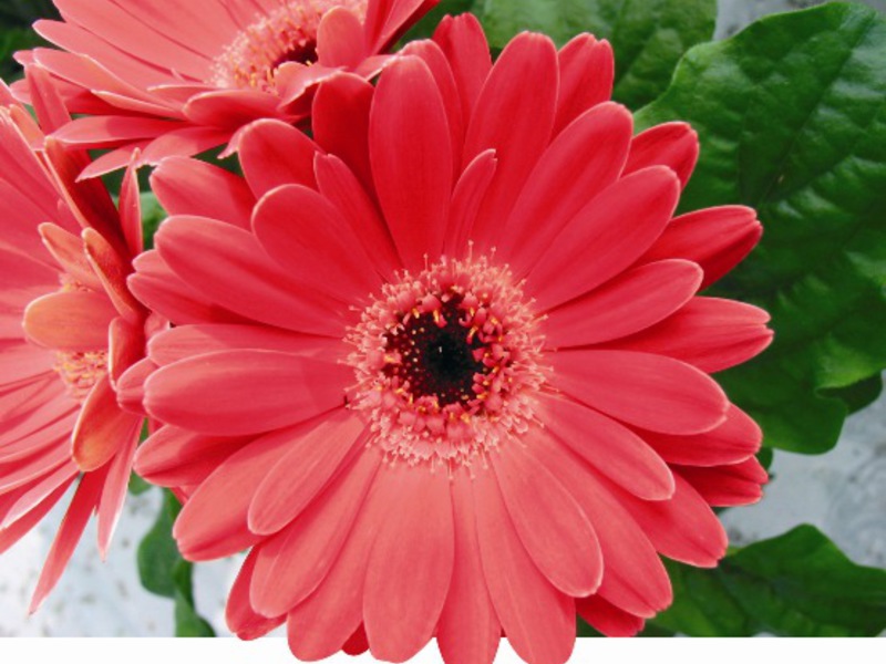 Gerbera dalaman