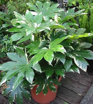 Fatsia Japanese dipindahkan setiap tahun