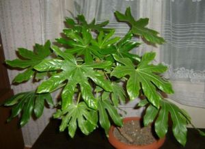 Pemindahan fatsia Jepun