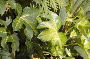 Penjagaan Fatsia Jepun