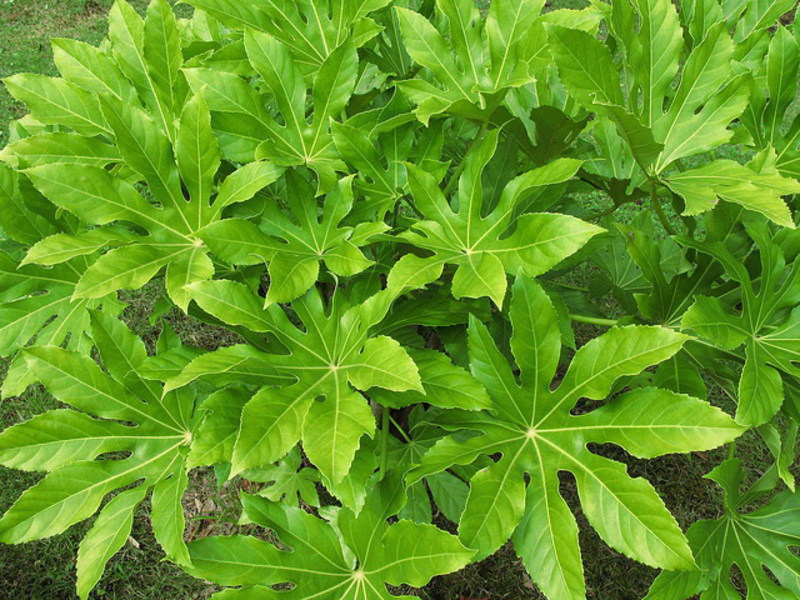 Menyiram kilang Fatsia