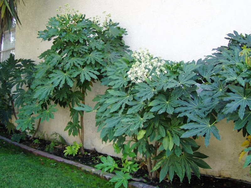 Fatsia Jepun di rumah