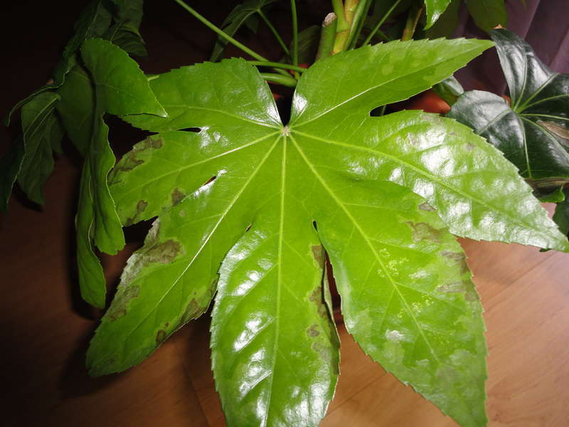 Tumbuhan Fatsia