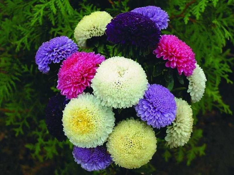 Menanam aster berbentuk pion