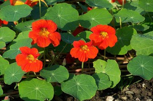 Cara menanam nasturtium