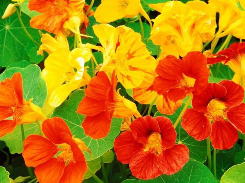 Penyakit nasturtium