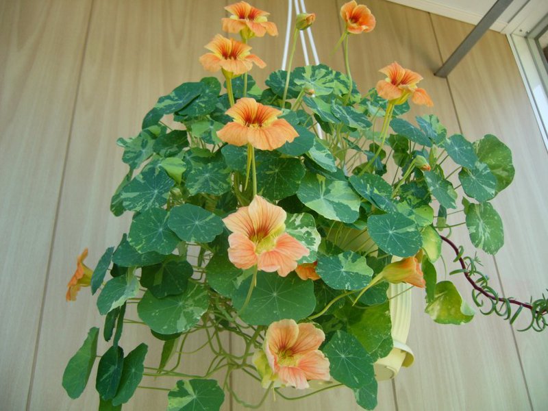 Nasturtium tumbuhan tahunan