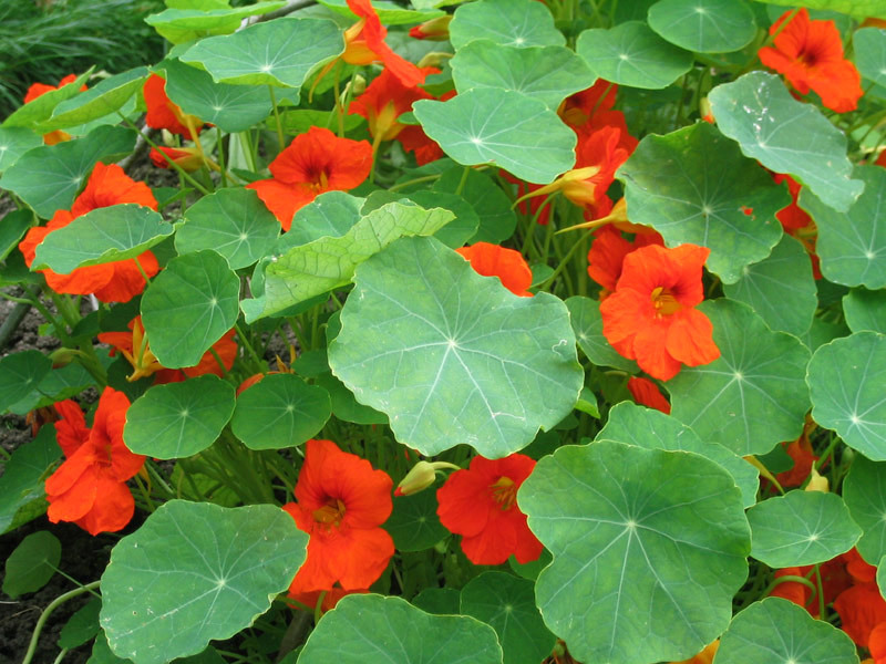 Warna Nasturtium