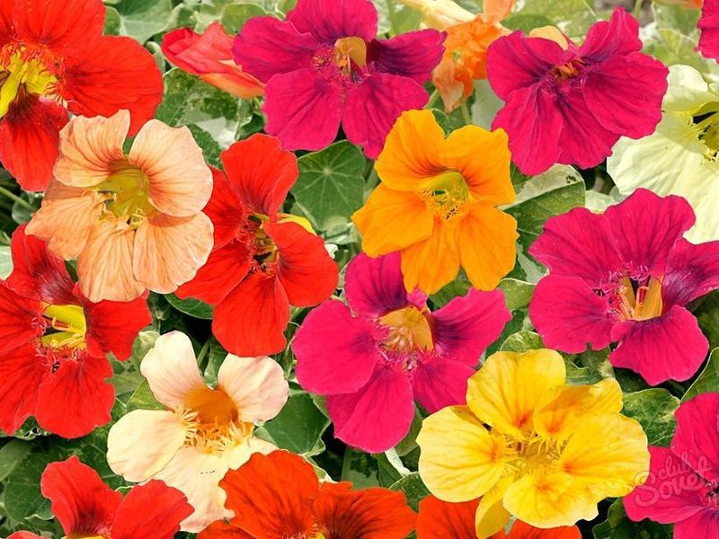 Menanam nasturtium di tanah terbuka