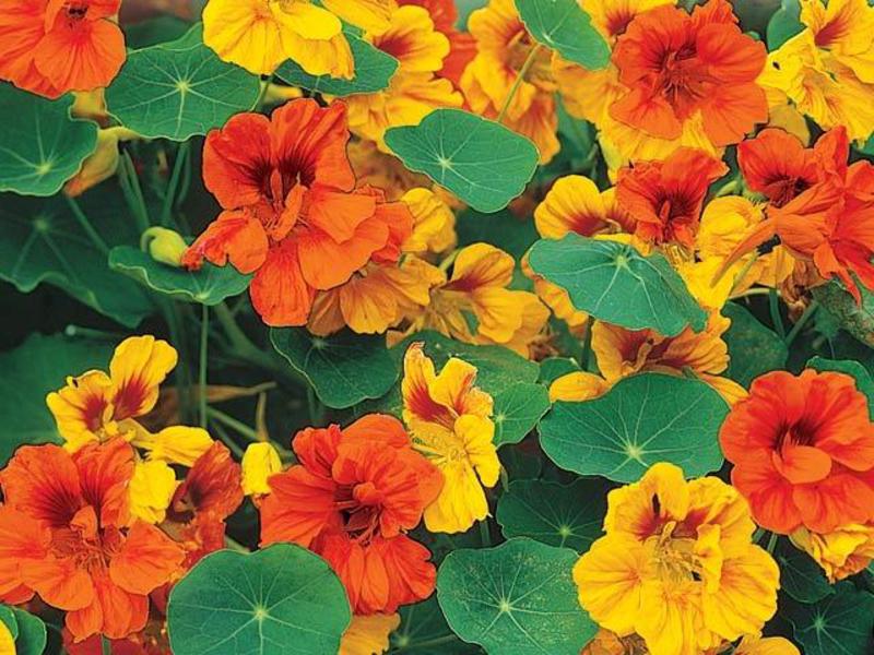 Nasturtium di taman