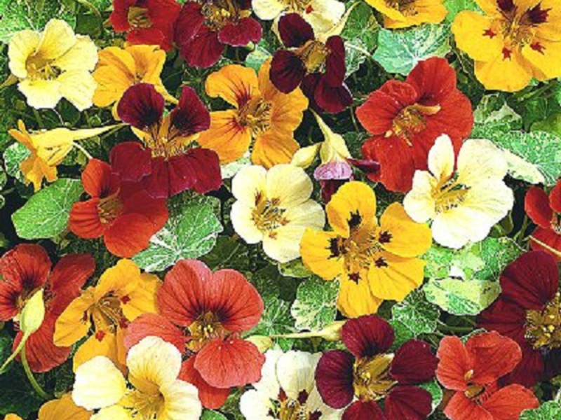 Pembiakan nasturtium