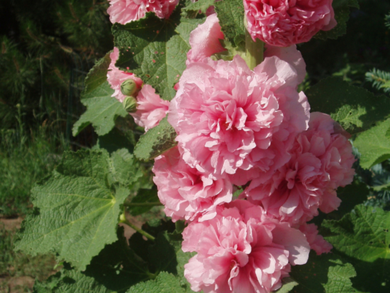 Stock-rose atau Mallow adalah tanaman kebun yang sangat popular di lintang kita.