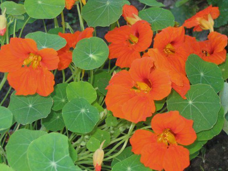 Penyakit nasturtium