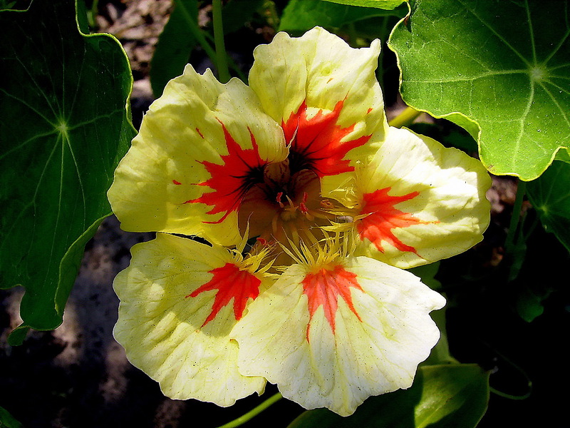 Perosak nasturtium