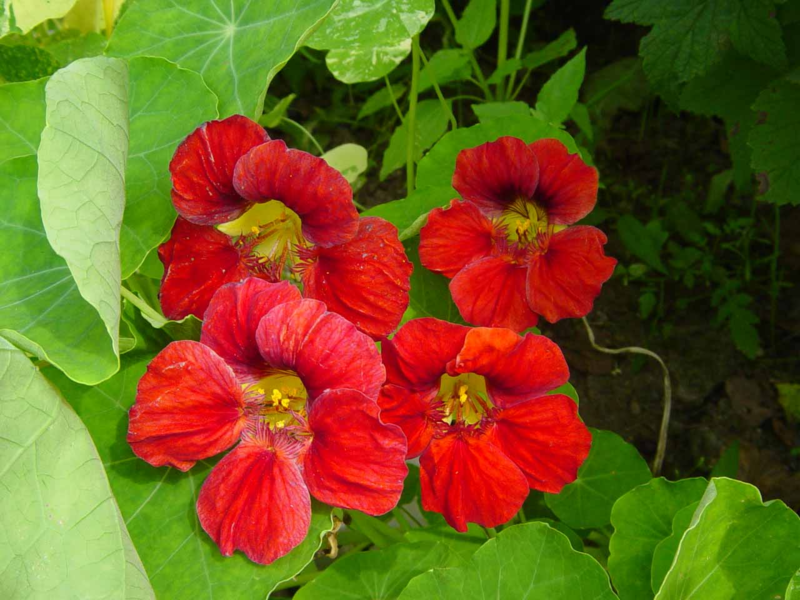 Penyakit nasturtium