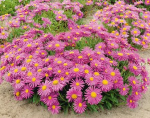 Alpine aster pink adalah salah satu spesies tumbuhan berbunga ini.