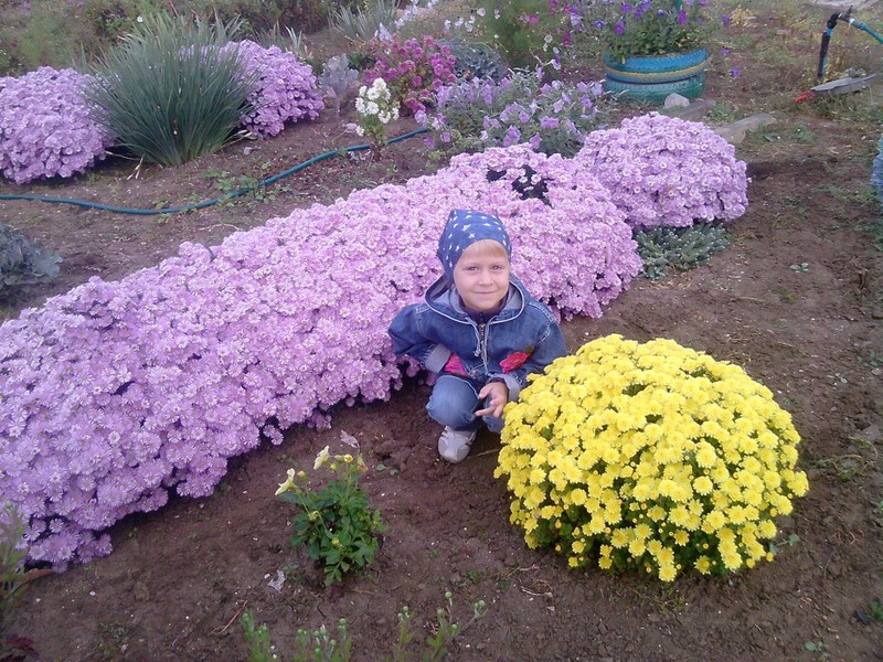 Aster alpine kelihatan sangat cantik di taman.