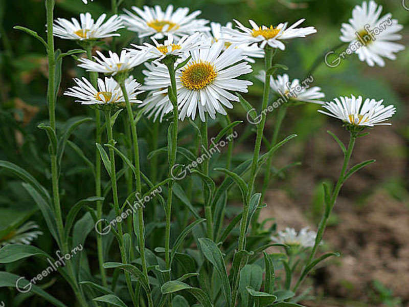 Aster putih alpine ditunjukkan semasa berbunga.