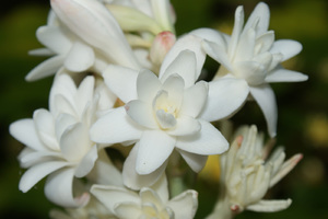 Tuberose - gambar jarak dekat bunga