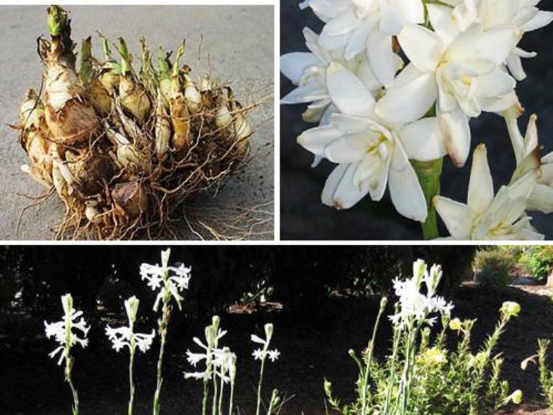 Foto mentol tuberose - penyimpanan pada musim sejuk.