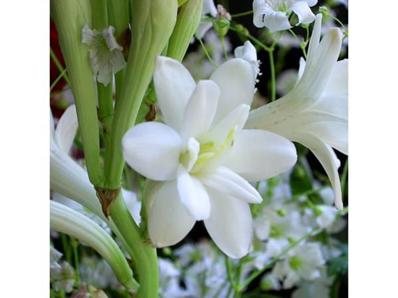 Tuberose adalah bunga putih yang sangat indah