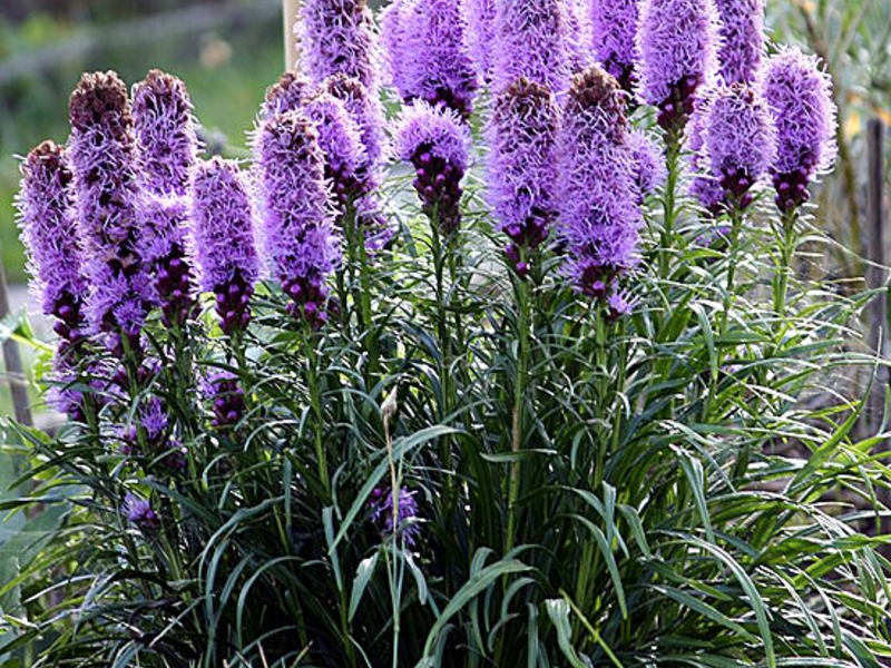 Ramuan kebun Liatris