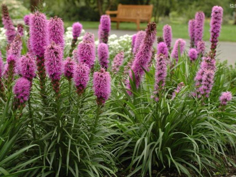 Jenis Liatris