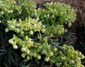 Bunga hellebore