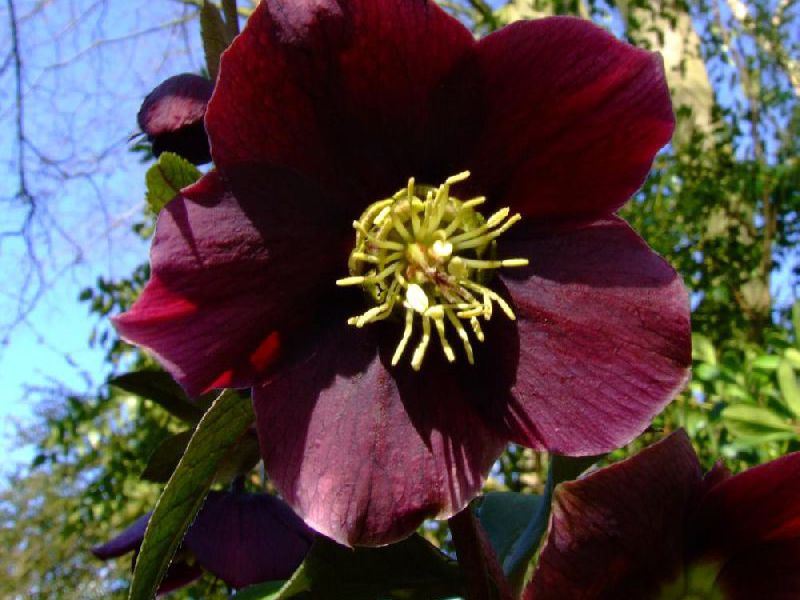 Bunga hellebore