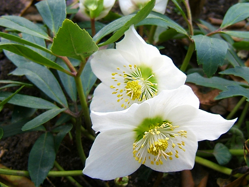 Penyebaran Hellebore