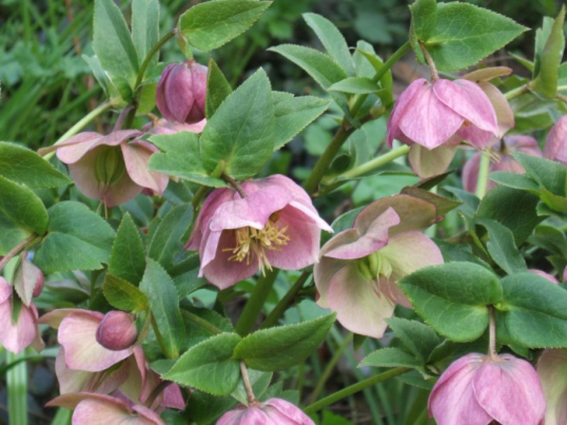 Hellebore yang semakin meningkat