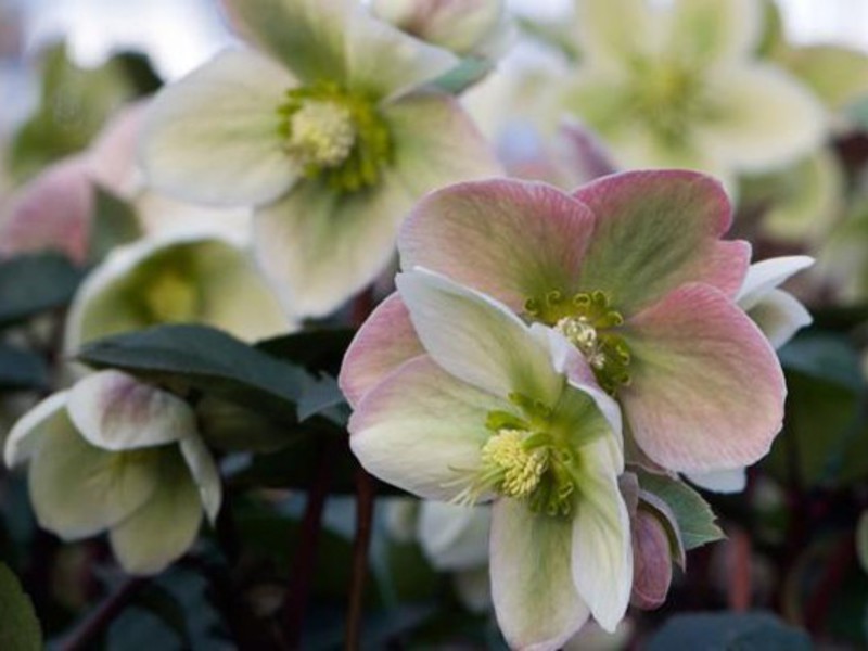 Cara menanam hellebore