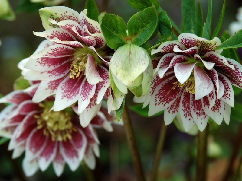 Cara menanam hellebore