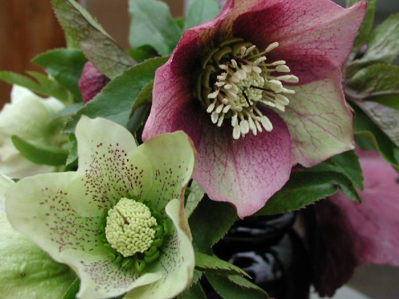 Syarat untuk mengembangkan hellebore