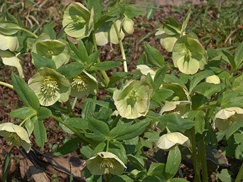 Hellebore mekar