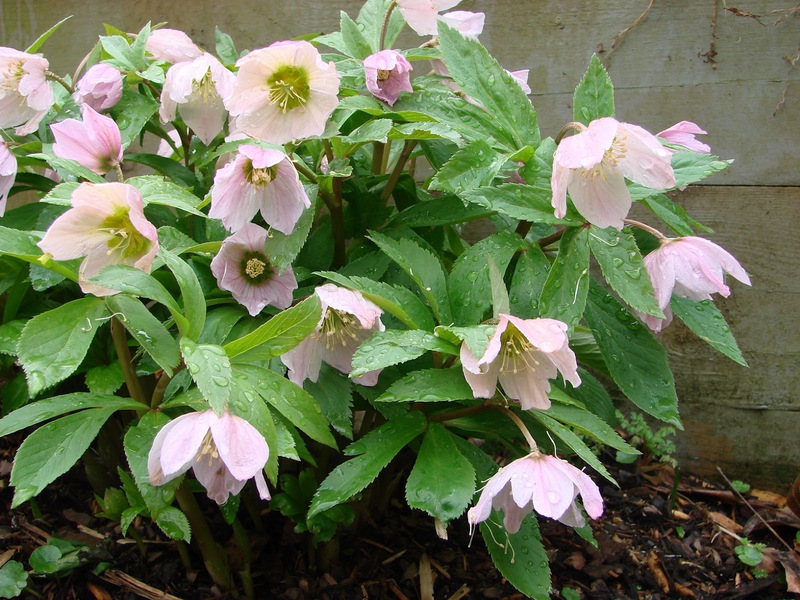 Perosak Hellebore