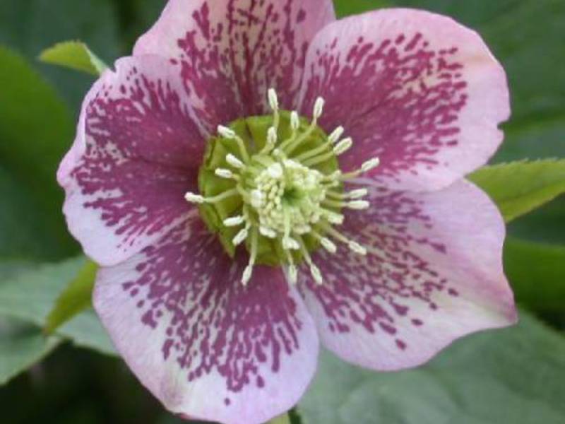 Bagaimana dan di mana menanam hellebore