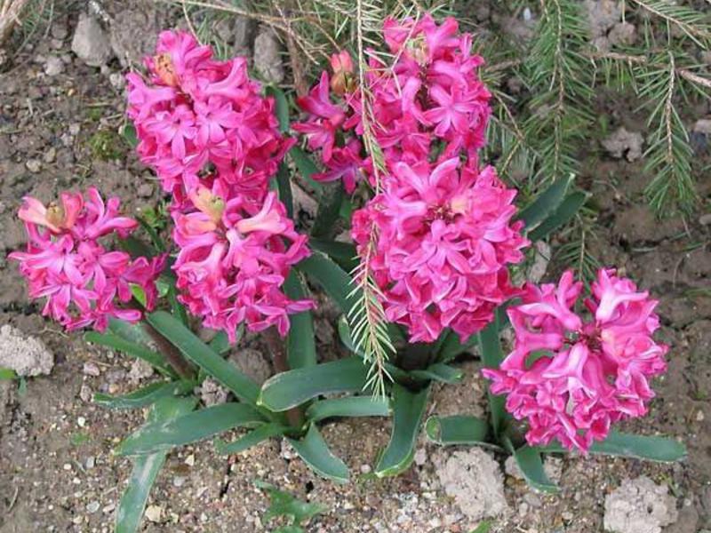 Hyacinths di pondok musim panas mereka