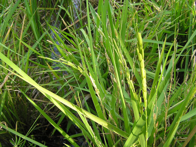 Rumput bulu tanaman stepa