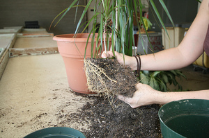 Cara merawat dracaena selepas pemindahan