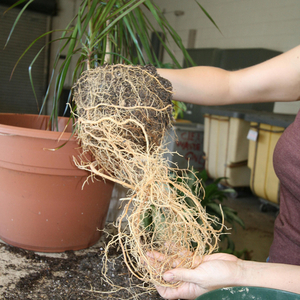 Penjagaan Dracaena