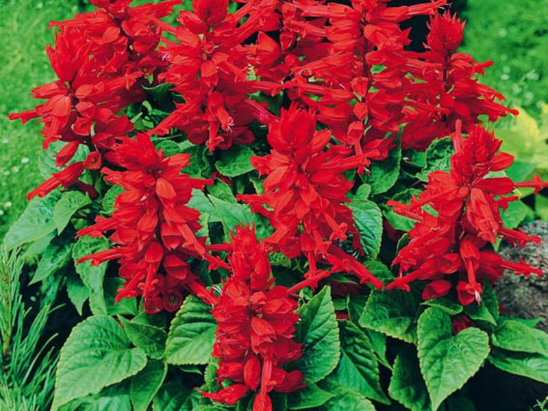 Salvia berapi