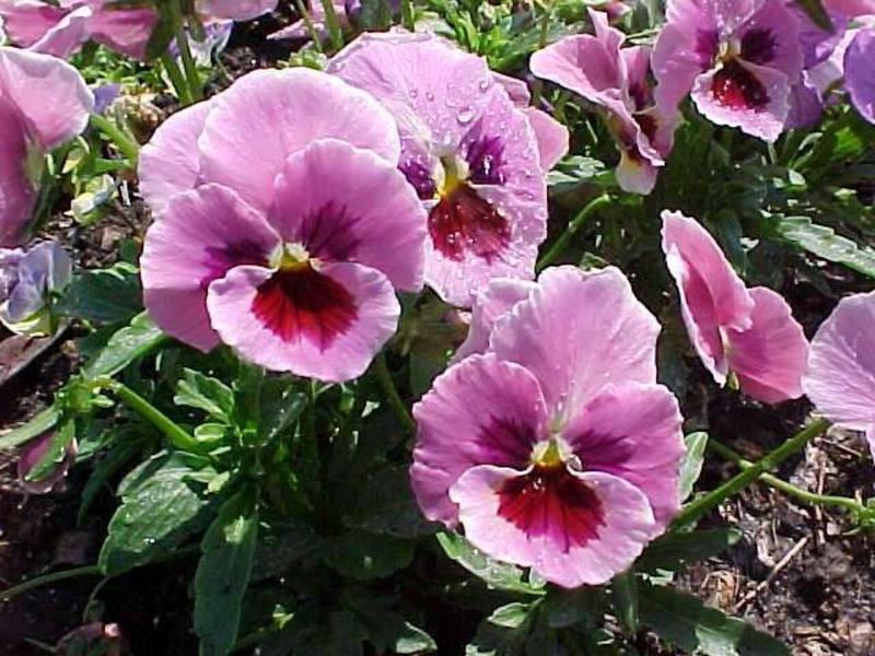 Viola atau Pansies