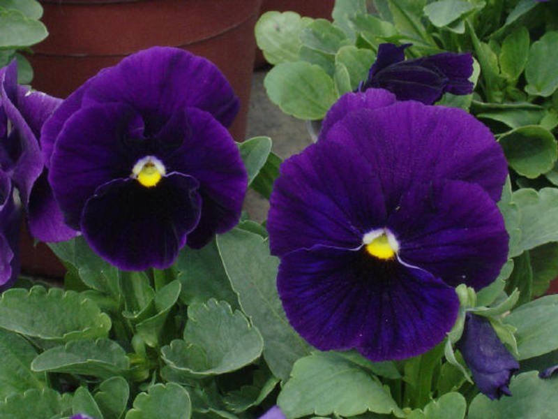 Viola - bunga giris